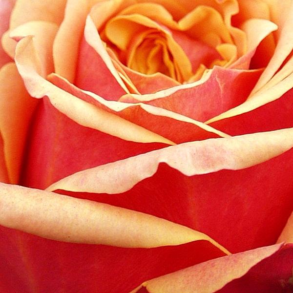 1280_0888_roza_cherri_brendi