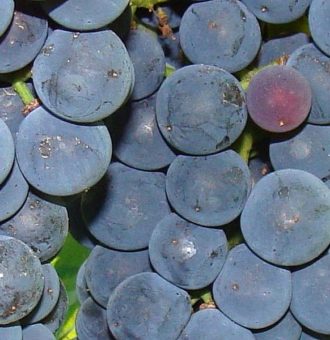 2448_1281_vinograd_blagodat