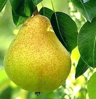 400x_1460_grusha_dekora