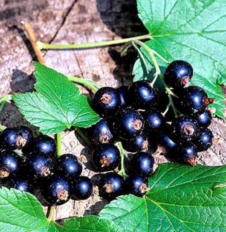 425x_1555_smorodina_bagira