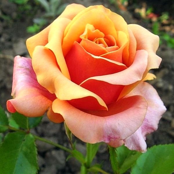 447x_1609_roza_cherri_brendi