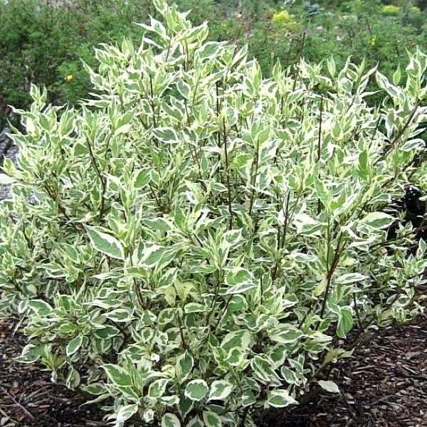 700x_3999_deren_eylegantissima