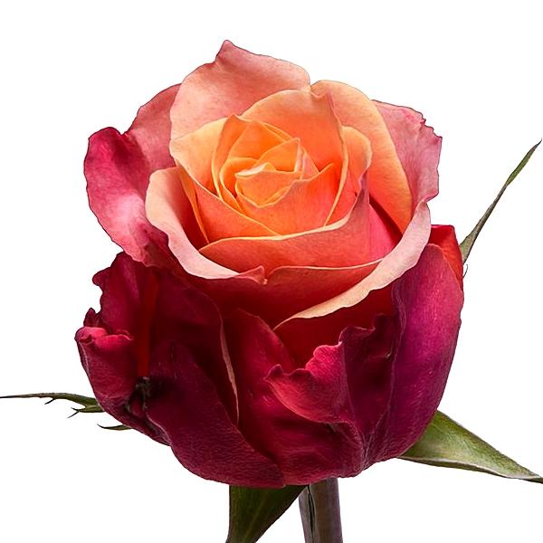800x_5257_roza_cherri_brendi