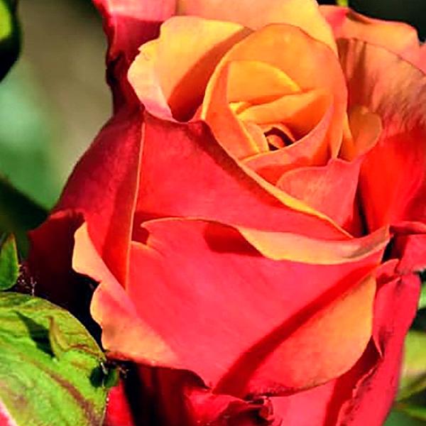 960x_5942_roza_cherri_brendi