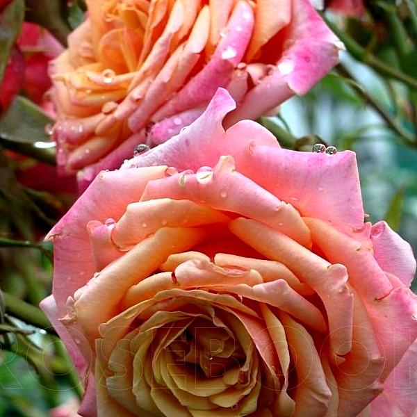 975x_6018_roza_cherri_brendi
